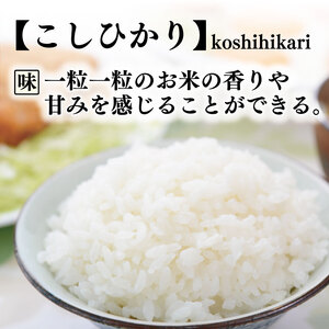 【令和7年産】 米 10kg こしひかり 米 AS013