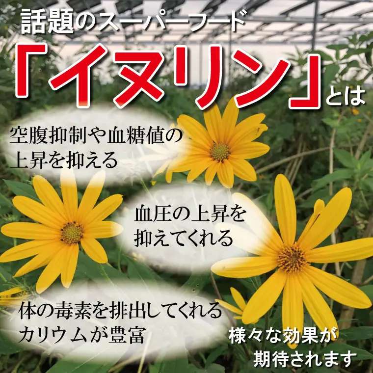 菊芋 加工品 6点セット 粉末 パウダー イヌリン 国産 いも 菊芋茶 菊芋チップス SDGs エコ サスティナブル 農薬不使用 食物繊維 野菜 ドレッシング サポート 三重県産