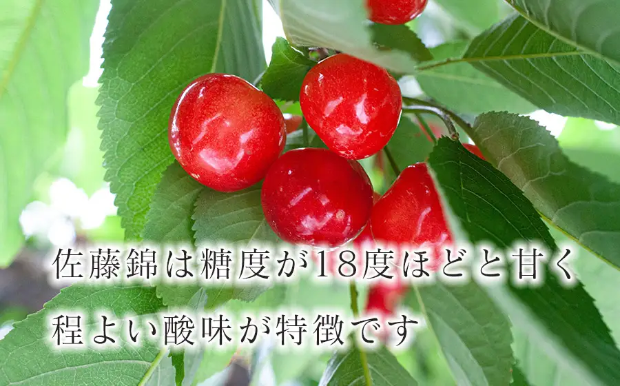 さくらんぼ「佐藤錦」バラ詰め 1kg（500g×2）山形県鶴岡産 伊藤サクランボ園 令和9年産 K-972