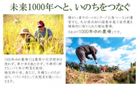 国東産「桑の葉茶」ティーバッグ 2.5g×10包入り×3袋(合計30包)_1965R