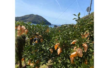 宿毛小夏 2kg 贈答用 小夏