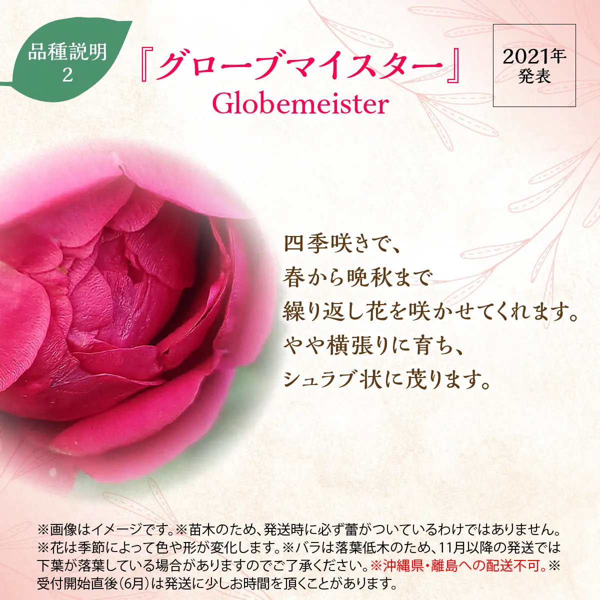 【Apple Roses】バラ苗『グローブマイスター』新苗育成苗6号ポット植え  HNNH015