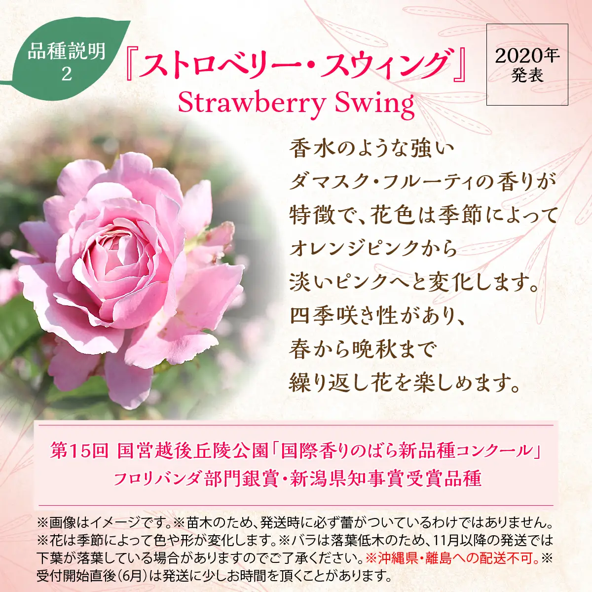 【Apple Roses】バラ苗『ストロベリー・スウィング』新苗育成苗6号ポット植え HNNH021
