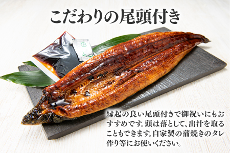 AG070.【国内産】【有頭】うなぎ蒲焼 (特大) 2尾 ＜計500g前後＞『１～２ヶ月前後でお届け！！』