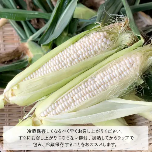 とうもろこし ピュアホワイト 約6kg 朝採り 産地直送 令和8年産