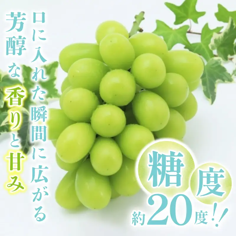 〈2026年度配送分〉山梨県甲府市産シャインマスカット1房(750ｇ～850ｇ)B