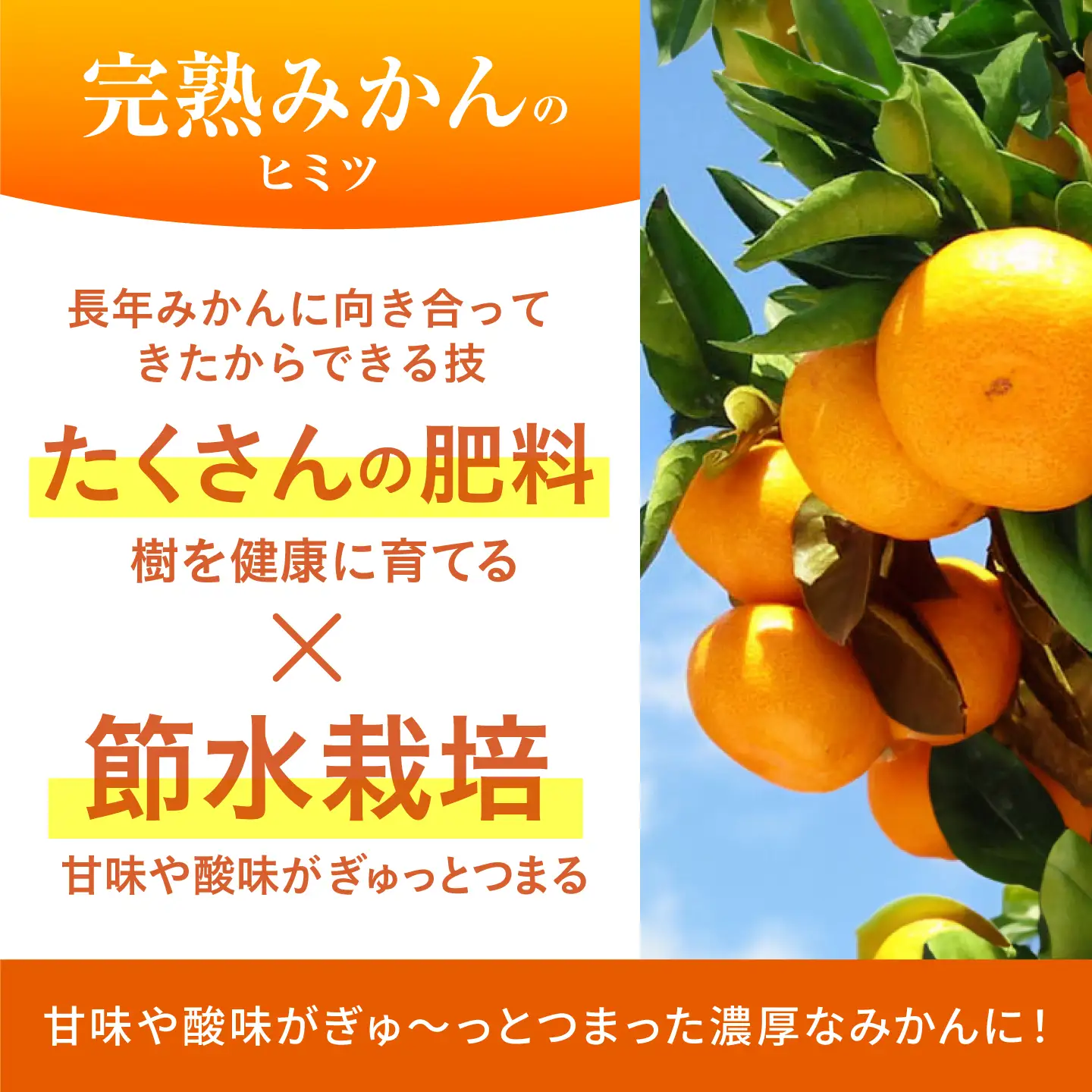 【先行予約】早生みかん 太陽のしずく 5kg【夢の甘熟みかん タッチ】[HCE001] 蜜柑 果物 フルーツ 柑橘
