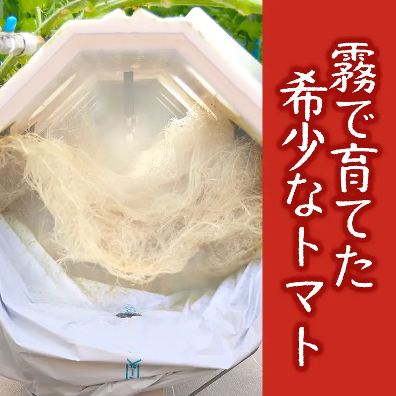12月以降発送予約【霧で育てた濃厚な味】霧のトマト 200ｇ×4パック（07-54）