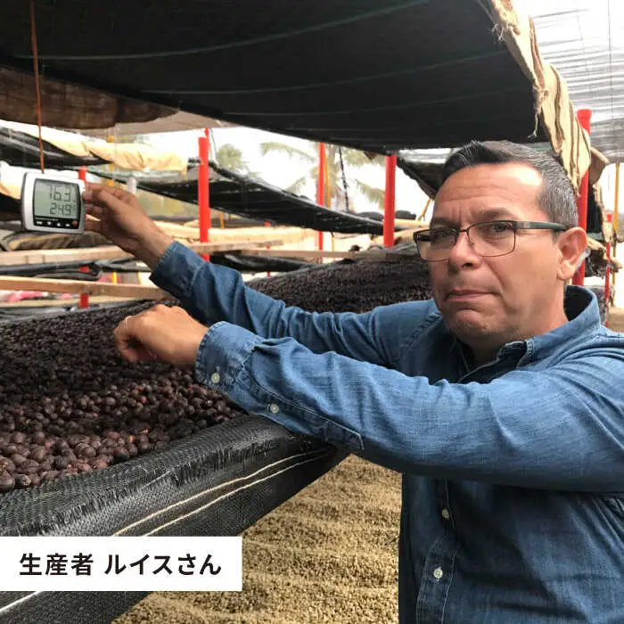 中煎り コーヒー 豆 250g × 2袋 （ 豆 ・ 粉 選べます ） ニカラグア産 ラベンディション農園 マラカツーラ種 ナチュラル 《糸島》 【COFFEE UNIDOS】 [AQF001]