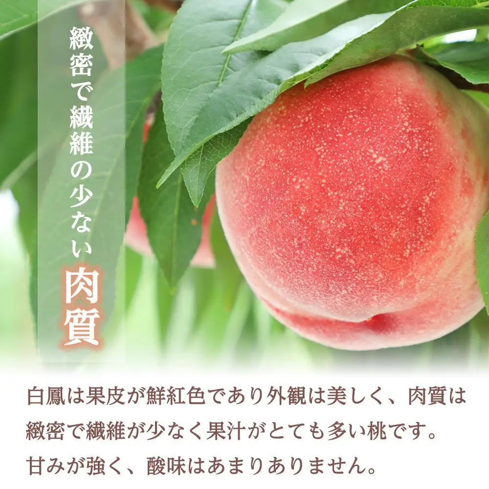 和歌山県産 白鳳 桃 5～8玉入り 秀品 先行予約［2027年6月下旬以降発送］［MG6］