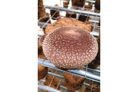 橿原市産 採れたての生しいたけ（菌床） 約700g箱（5～10枚程度）×2箱を発送します ※2026年10月～発送