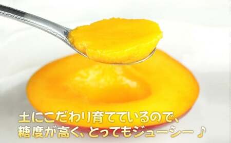 【 先行予約 2027年発送 】マンゴランのこだわりマンゴー 1kg
