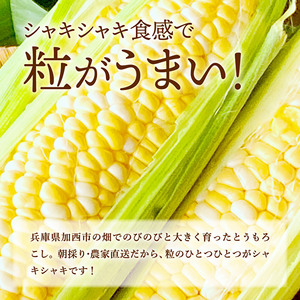 とうもろこし 朝どれ とうもろこし 2027年産【5本 約2kg】【冷蔵】