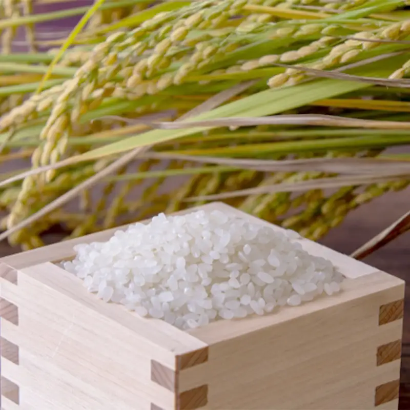 【定期便】令和7年度産 特別栽培米 丹の国穂まれ 精米 5kg×3回