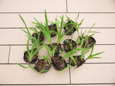 BS112_ショウブセット 花 苗 植物 家庭菜園 花壇 プランター ガーデニング