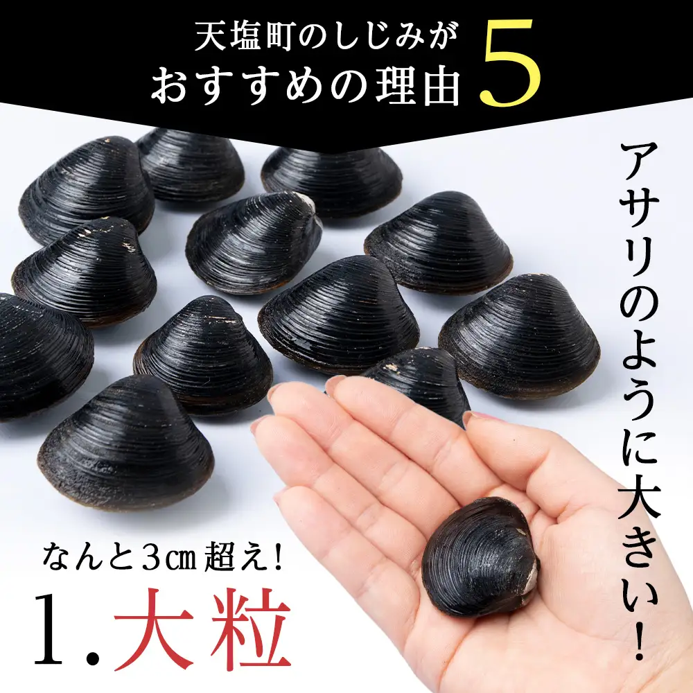 復活！天塩町名産冷凍しじみ「特大貝桐箱入り」１ｋｇ＜北るもい漁業協同組合　天塩支所＞