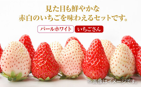 【先行予約 2027年1月～発送】【4回定期便】食べ比べ！いちごさん＆パールホワイト定期便 いちご IBG012