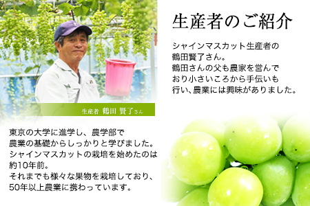 【秀品】先行予約 シャインマスカット 約500~600g (1房)  フルーツ 果物 送料無料 葡萄 ぶどう マスカット  鶴田農園 熊本県荒尾市産《8月下旬-9月下旬頃出荷》 美味しいシャインマスカット 旬のシャインマスカット ジューシーシャインマスカット フルーツシャインマスカット