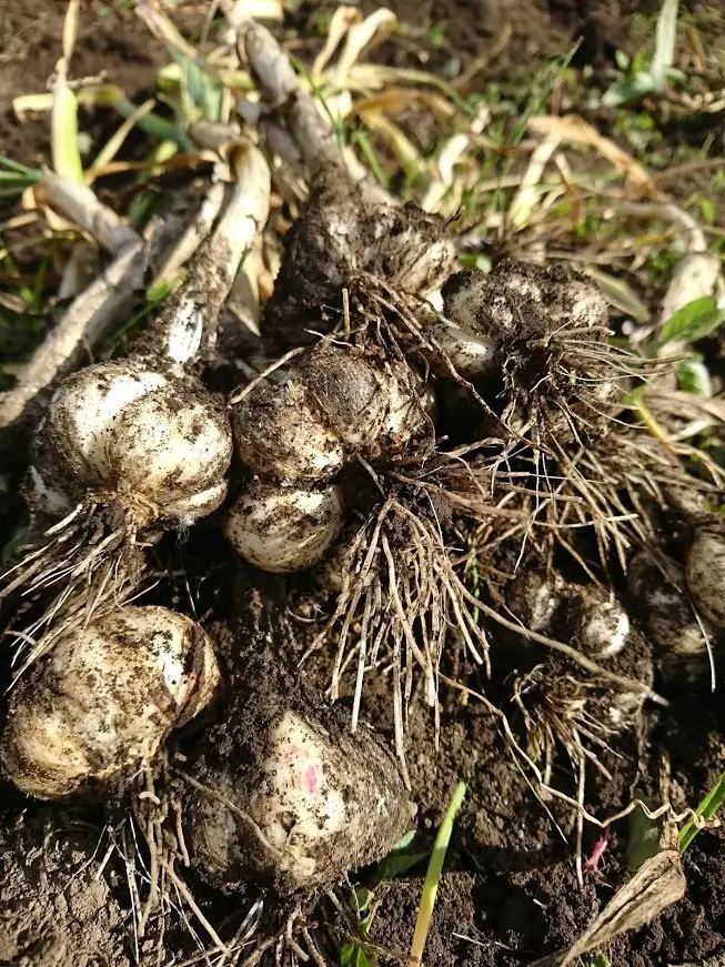 ALOHA FARM　黒のススメ!　熟成黒にんにくゼリー 天然素材 醗酵 熟成 那須町 〔P-2〕