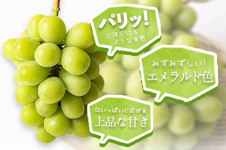 秀品 シャインマスカット約1.2kg 