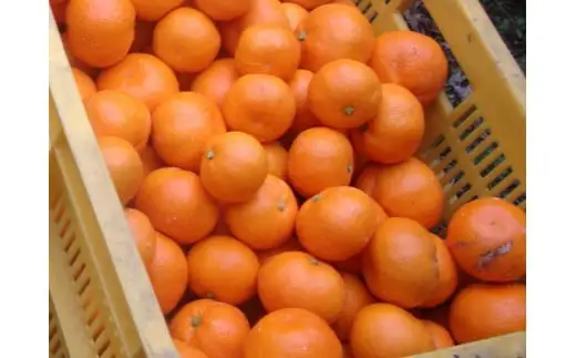 【訳あり】農家直送 有田みかん 約10kg ご家庭用 サイズ混合 ※2026年11月～2027年1月頃に順次発送予定（お届け日指定不可）※北海道・沖縄・離島への配送不可　訳ありみかん 温州みかんイズ混合 訳ありみかん 温州みかん 有機質肥料100% ふるさと納税 柑橘 有田 産地直送【nuk138H】