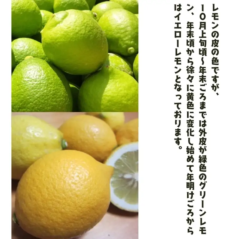 【国産】紀州和歌山 有田レモン 3kg+200g(痛み補償分) ※2026年9月下旬～2027年3月下旬に順次発送【ard032B】