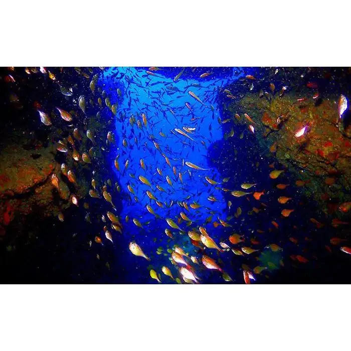 サンゴと生き物の楽園！魅力いっぱい恩納村ファンダイビング（2DIVE）1名様 