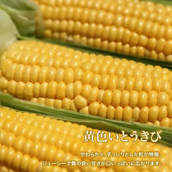 【令和9年産 先行予約】 とうもろこし （白・黄）各6本 セット とうもろこし 美瑛選果