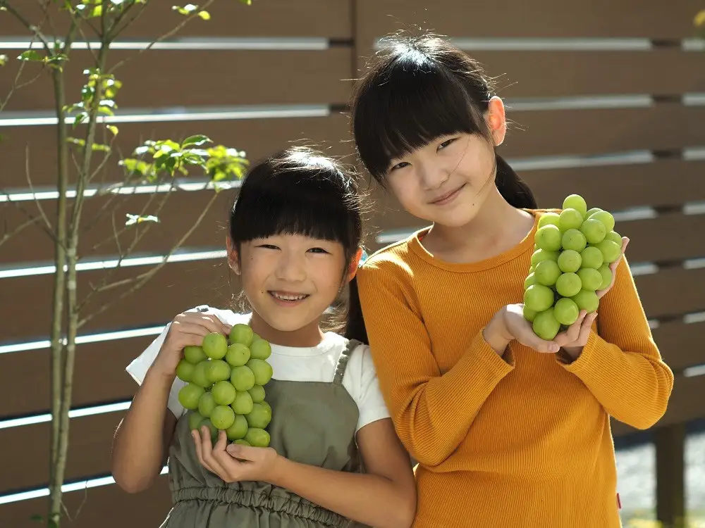 【産地直送】上山産・完熟シャインマスカット　１ｋｇ以上　ご家庭用　0140-2607