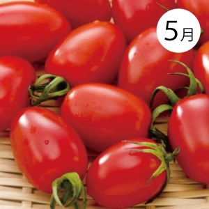 【４か月定期便】和歌山産そだちの野菜とフルーツ定期便♪（八朔・トマト・すいか・桃）【tkb135】