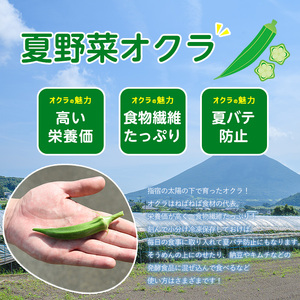 2026年 発送 夏の元気の源! 朝採れ新鮮いぶすきオクラ約3.5kg 指宿促成青果 IB092-002 オクラ オクラ
