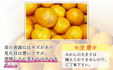 愛媛県明浜産「皮より中身」みかん（10kg） ATI0013