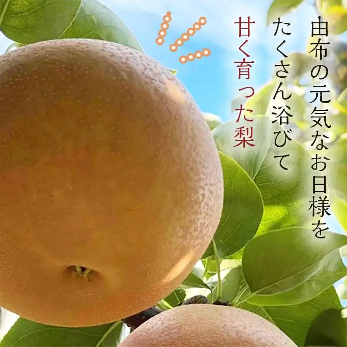 【2026年8月下旬以降より発送】旬の梨おまかせ約5kg・6-14玉（自家製有機肥料・減農薬・化学肥料無使用）