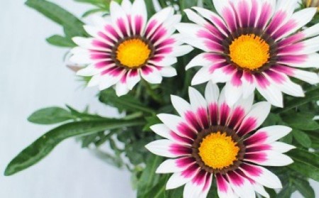 お楽しみ季節の鉢植え（大）