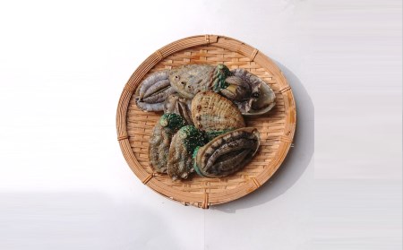 小さな漁村の小学校で育てた養殖アワビ（約500g）