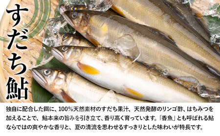 すだち鮎 12尾 