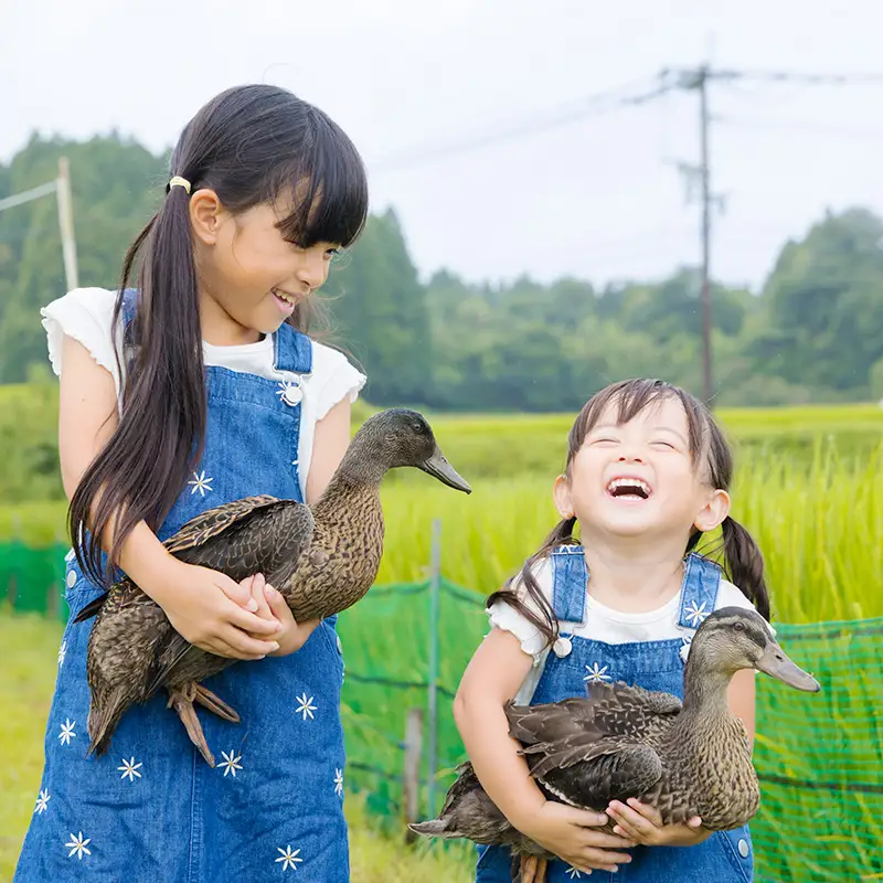 《令和8年産》「農薬、化学肥料不使用」 合鴨米ひのひかり5kg [ワンストップオンライン] TF0423-P00029