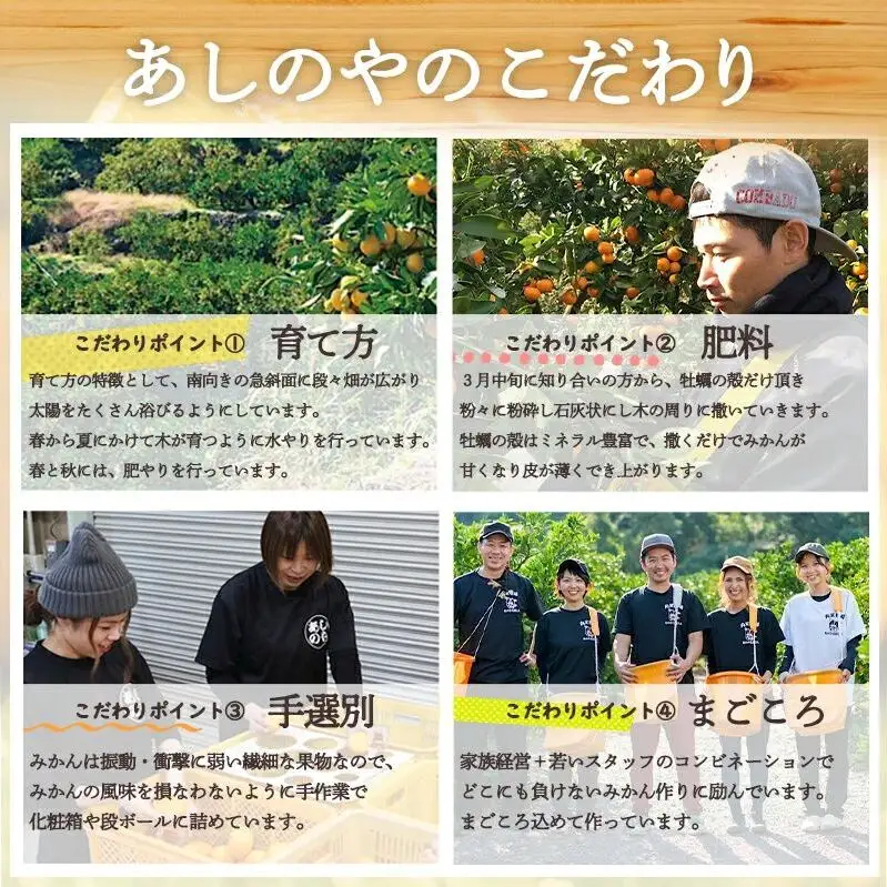 【2027年先行予約】和歌山県産 有田の はるみ 約5kg 12玉～24玉_ZE6381n