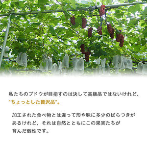 予約受付＜旬のブドウ 西予市産 藤稔 約2kg＞ 果物 フルーツ ぶどう 葡萄 ふじみのり あっさり 黒系 食べやすい おいしい 大粒 期間限定 季節限定 食べて応援 特産品 愛媛県 西予市【冷蔵】『2026年8月中旬から8月末迄に順次出荷予定』URK0007