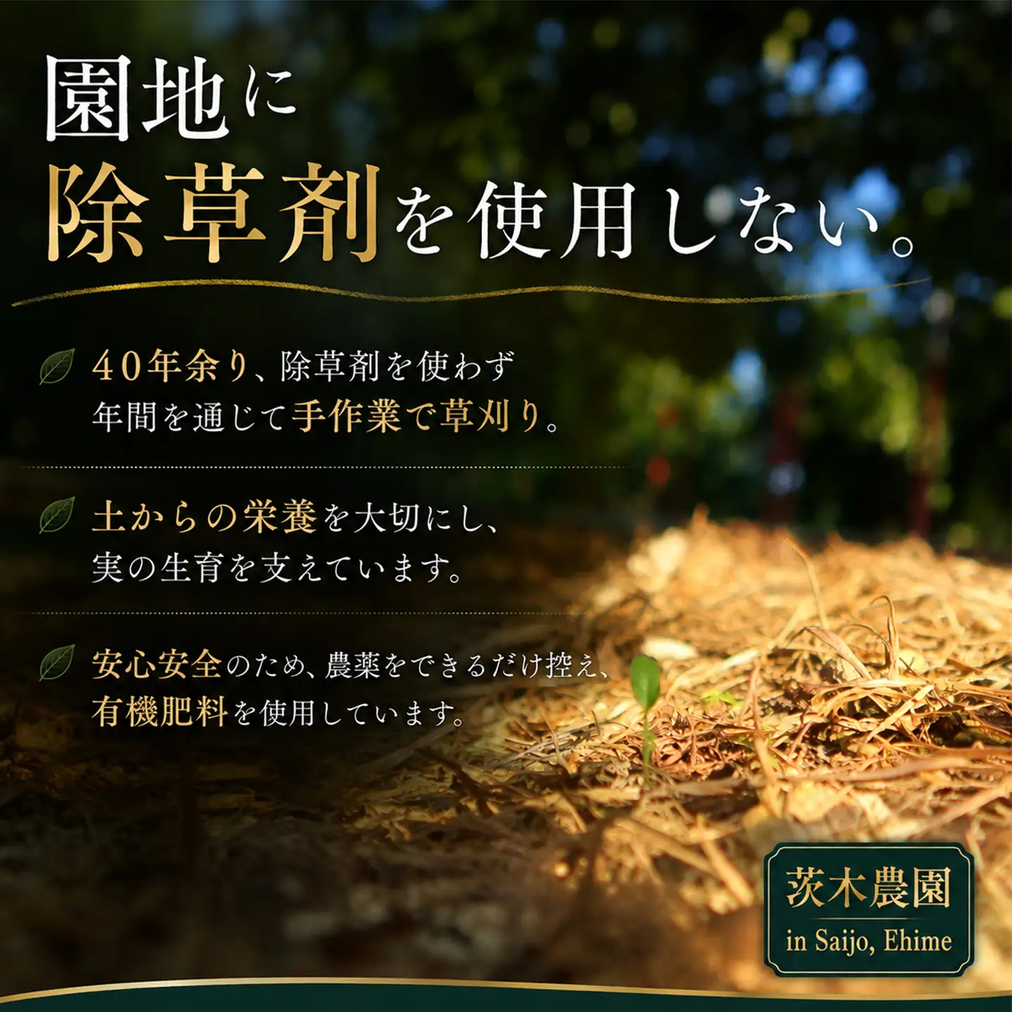 【紅まどんなと同品種】茨木農園の愛果28号_小箱（5～6個）｜まどんな