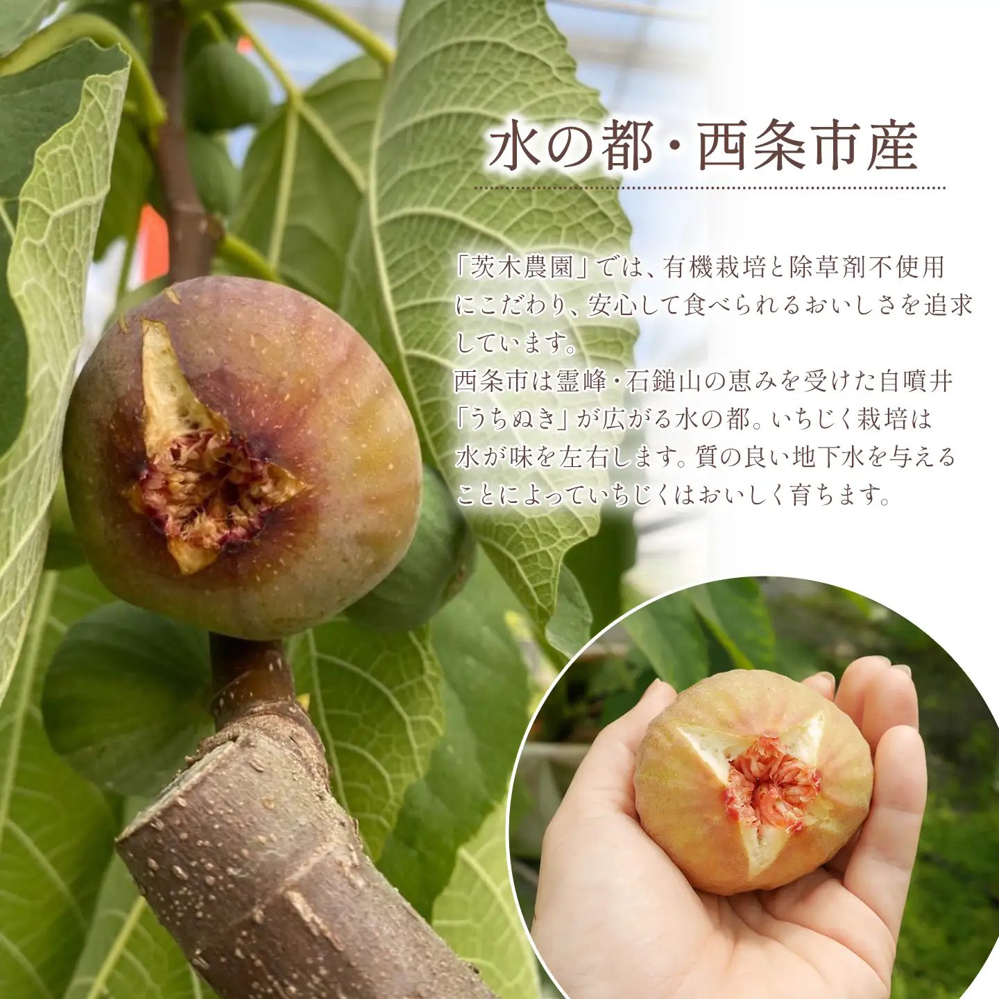 日本いちじく 4パック (7月下旬～10月発送) いちじく 茨木農園