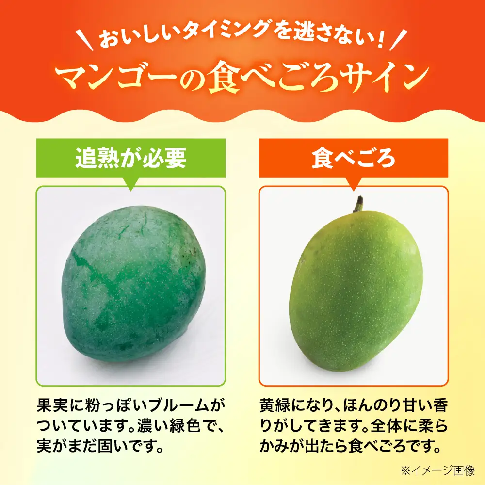 マンゴー 【2027年発送】 訳あり キーツマンゴー 約2kg (2～5玉) マンゴー 沖縄 BCAA005