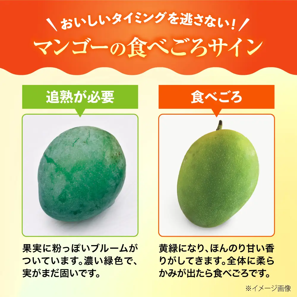 マンゴー 【2027年発送】 贈答用 キーツマンゴー 約2kg (2～5玉 / 化粧箱入り) マンゴー 沖縄 BCAA006