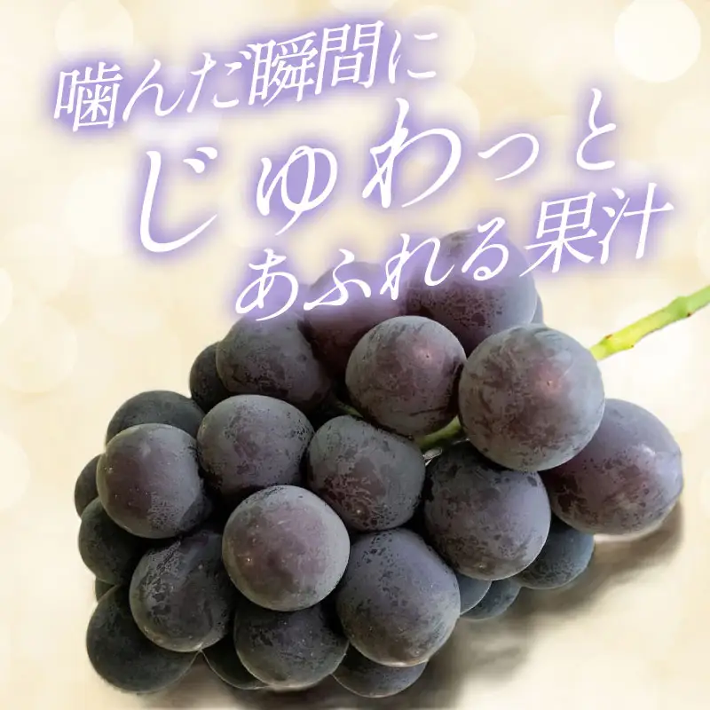 B-700 黒い宝石「種なしピオーネ」2kg