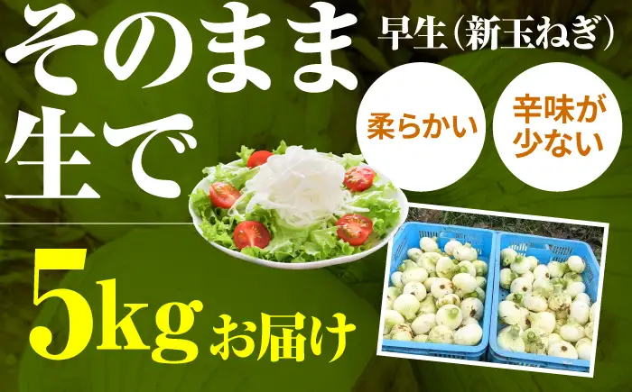 【先行予約 2027年3月～発送】新玉ねぎ 約5kg / 玉ねぎ [IAO009]