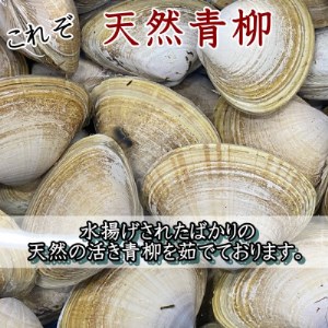 【調理不要!】天然青柳ゆで身セット 150g×5袋 [配送不可地域：離島]