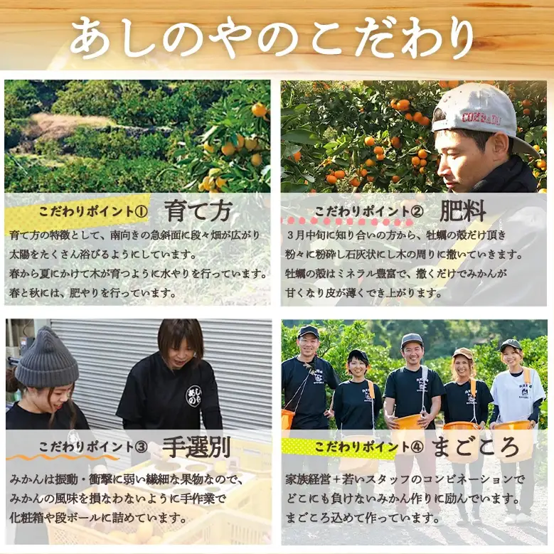 【2027年先行予約】和歌山県産 有田の はるみ 化粧箱入り Mサイズ 12個入り_ZE6092n