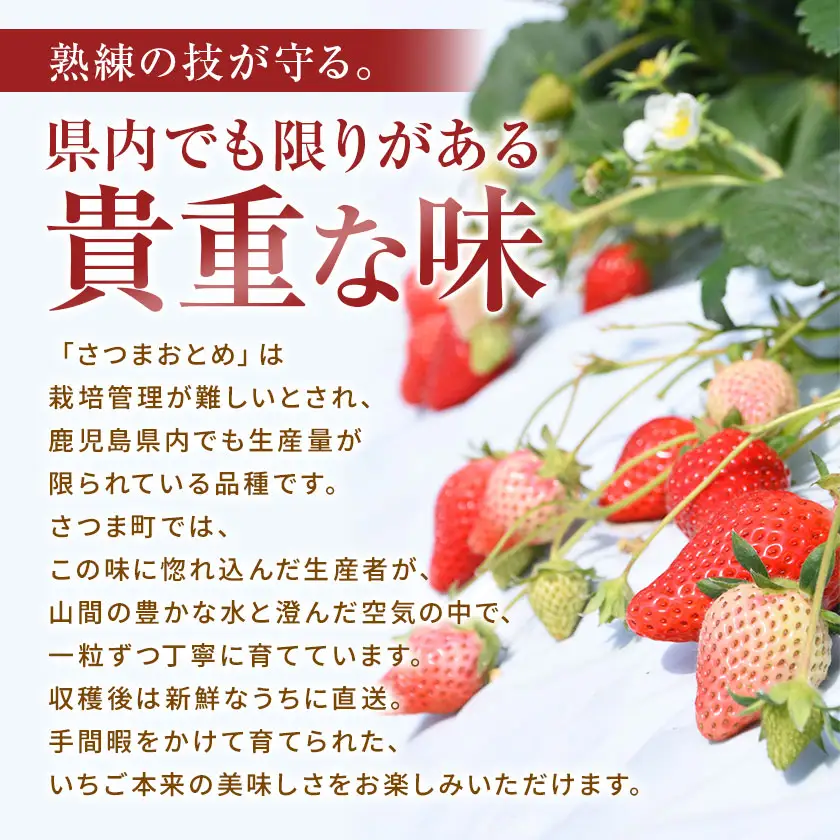 苺 いちご さつまおとめ 700g 北さつま農協《1月上旬-2月末頃出荷》