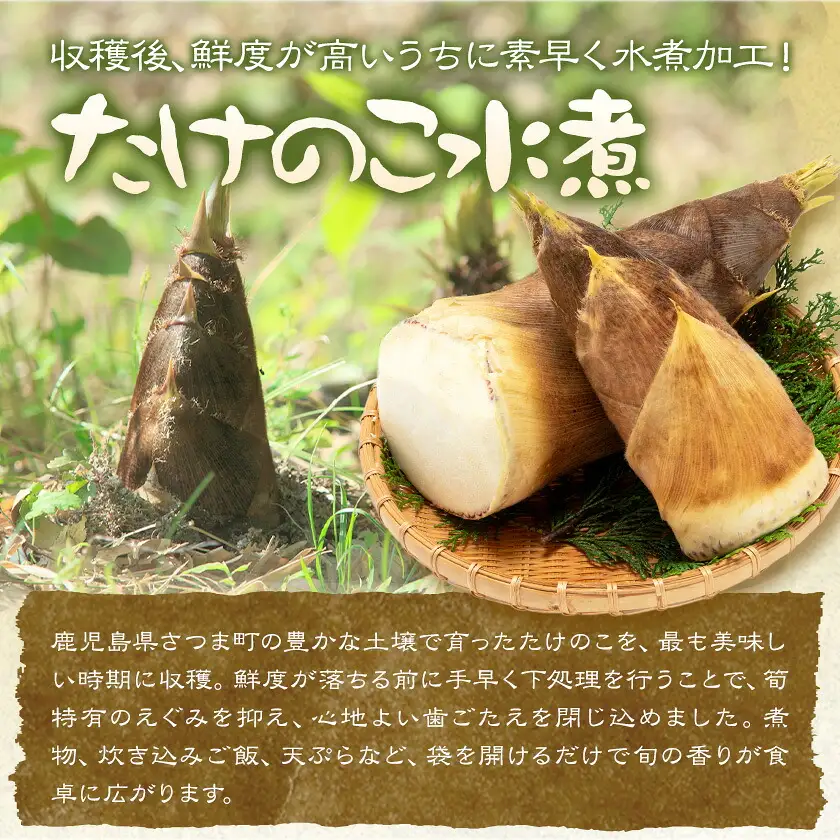 たけのこ水煮セット トライカット ブロック スライス 細切り 穂付こさんホール こさんスライス 北さつま農協《30日以内に出荷予定(土日祝除く)》