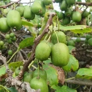 有機JAS認定農場からの那須高原のオーガニック野菜セット〔B-42〕| 旬の野菜 季節の野菜 詰め合わせ 有機肥料 サラダ